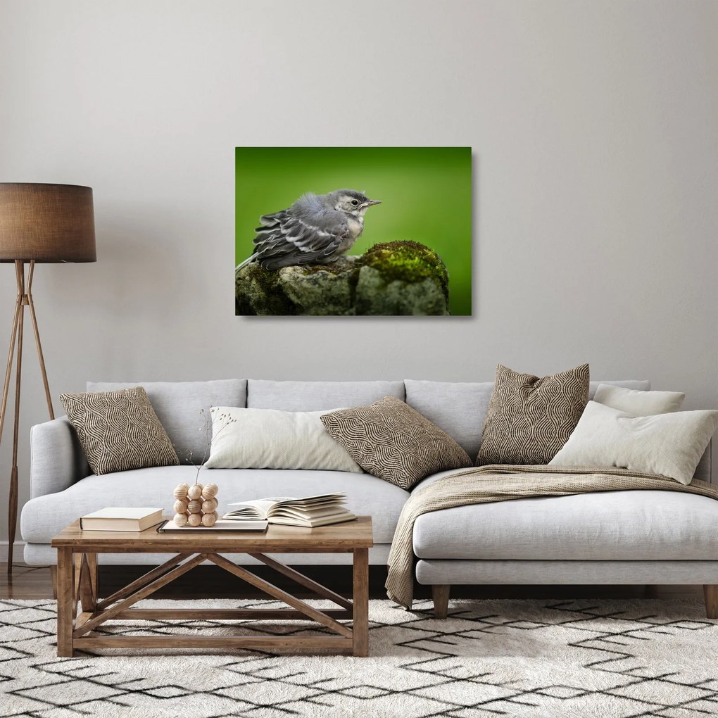 Sklenený obraz - Muchárik (70x50 cm)