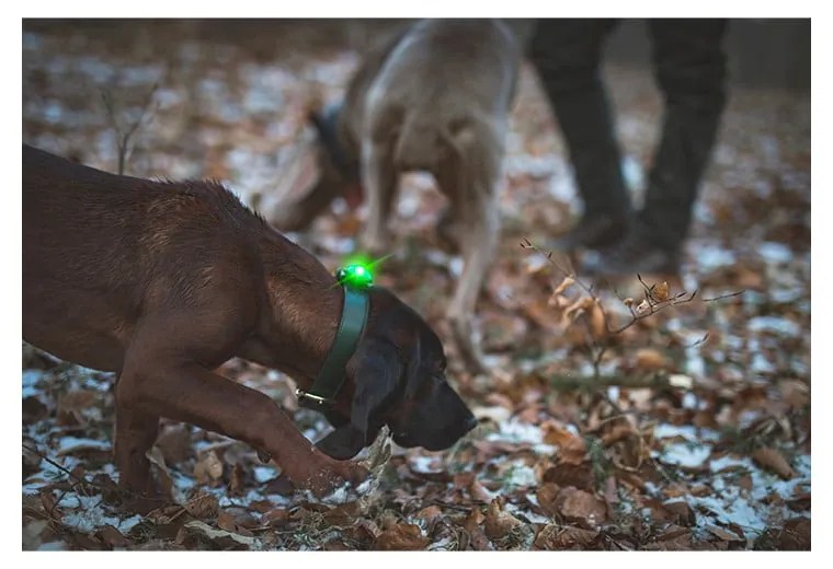 LED svetlo na obojok Green – Orbiloc