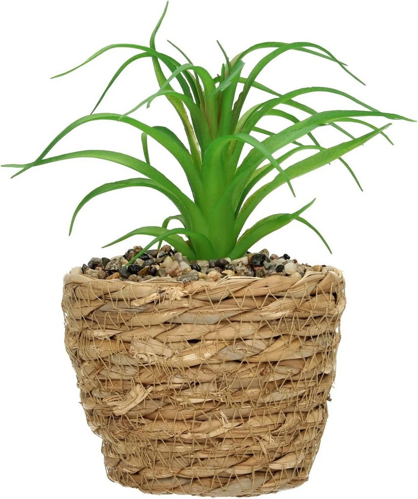 Dekorácie Tree Aloe 20cm