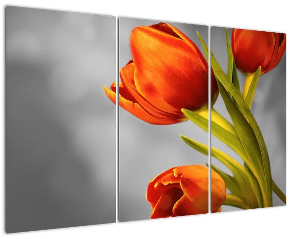 Obraz tulipánov