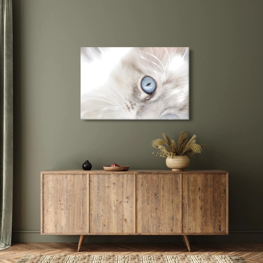 Obraz - Mačka s modrými očami (90x60 cm)