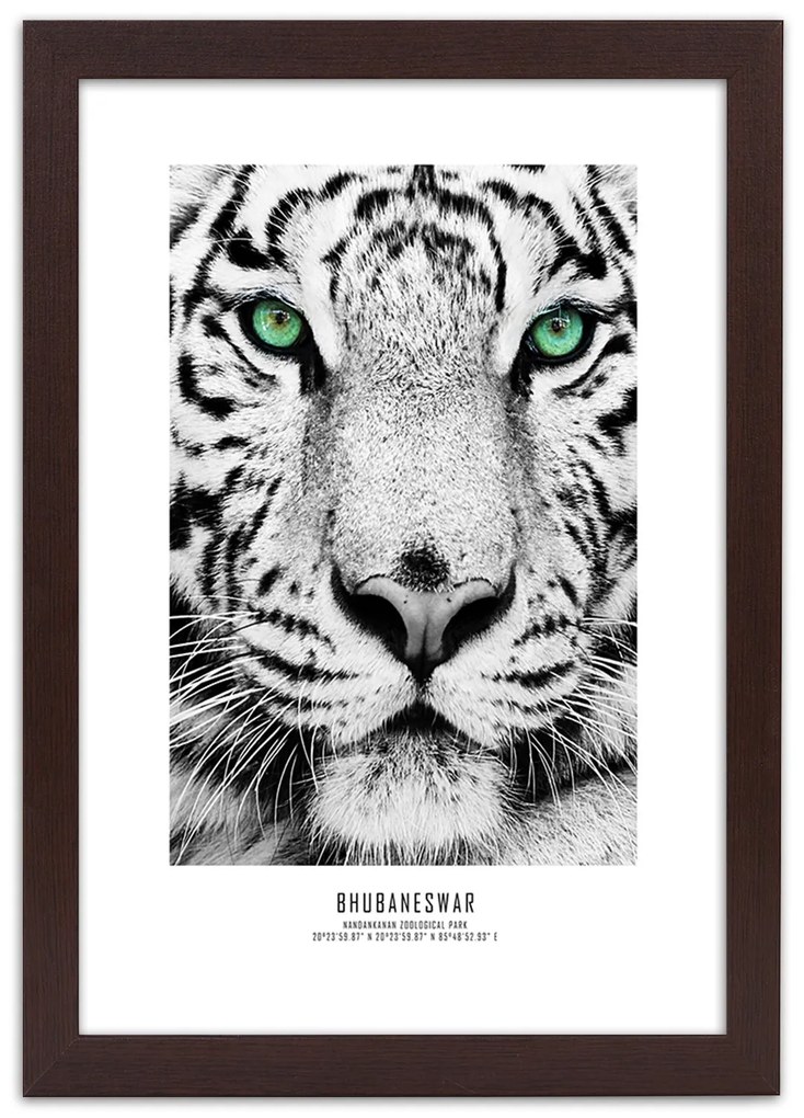 Gario Plagát Biely tiger Farba rámu: Bez rámu, Rozmery: 40 x 60 cm