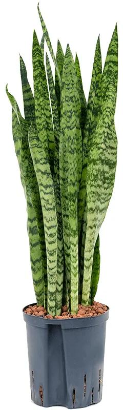Sansevieria zeylanica Tuft 18/19 v. 70 cm