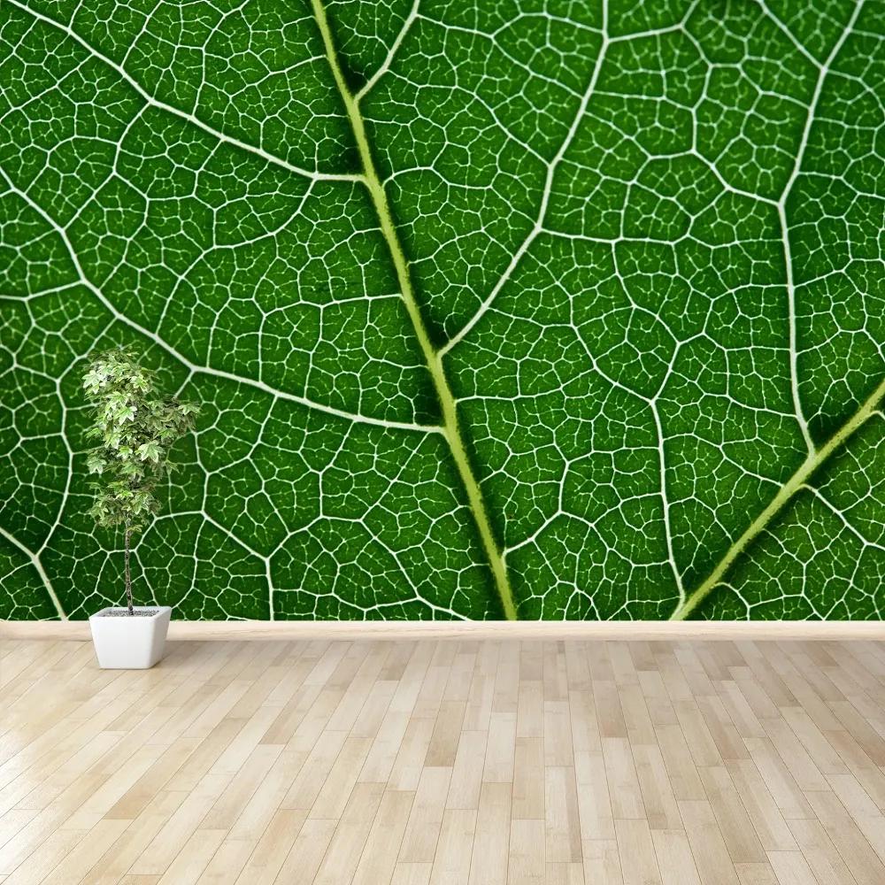 Fototapeta Vliesová Zelený list 104x70 cm