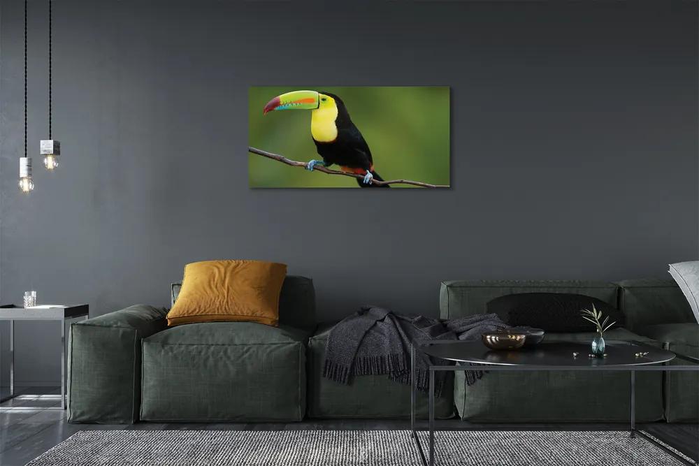 Obraz na plátne Farebné papagáj na vetve 125x50 cm