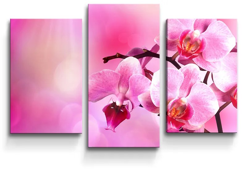 Sablio Obraz - 3-dílný Květy Orchidey - 75x50 cm