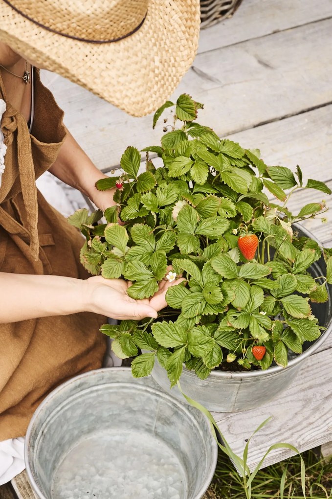 Ib Laursen Plechový obal na kvetiny Conical Urban Garden S