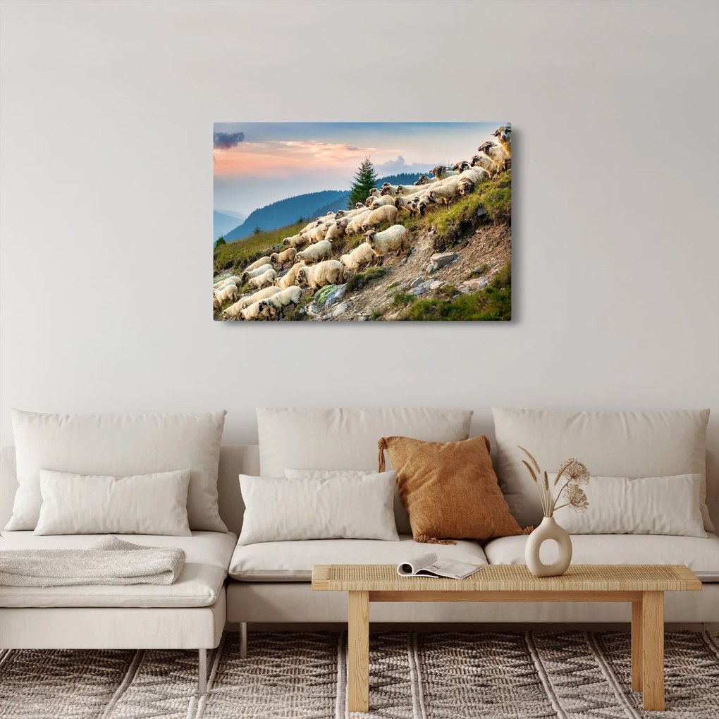 Obraz - Stádo oviec (90x60 cm)