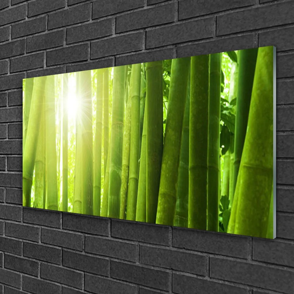 Obraz na skle Bambus rastlina 100x50 cm