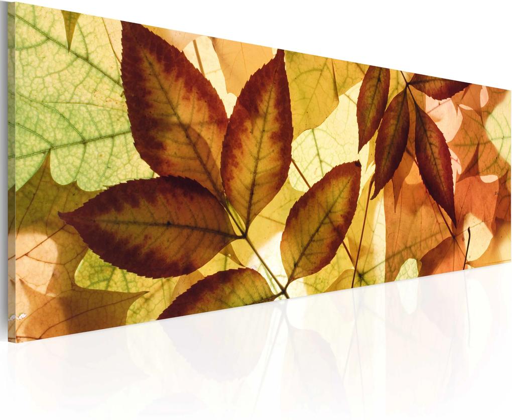 Obraz - collage - leaves 120x40