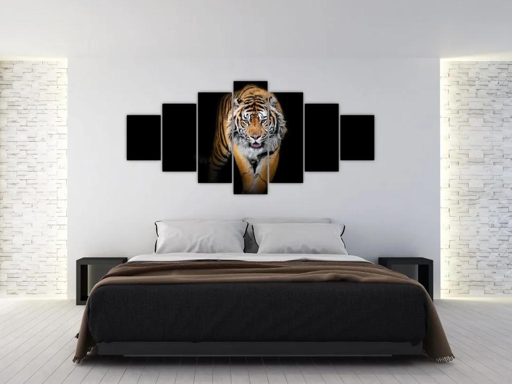Tiger, obraz