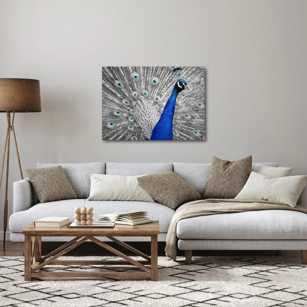 Obraz - modrý páv (70x50 cm)