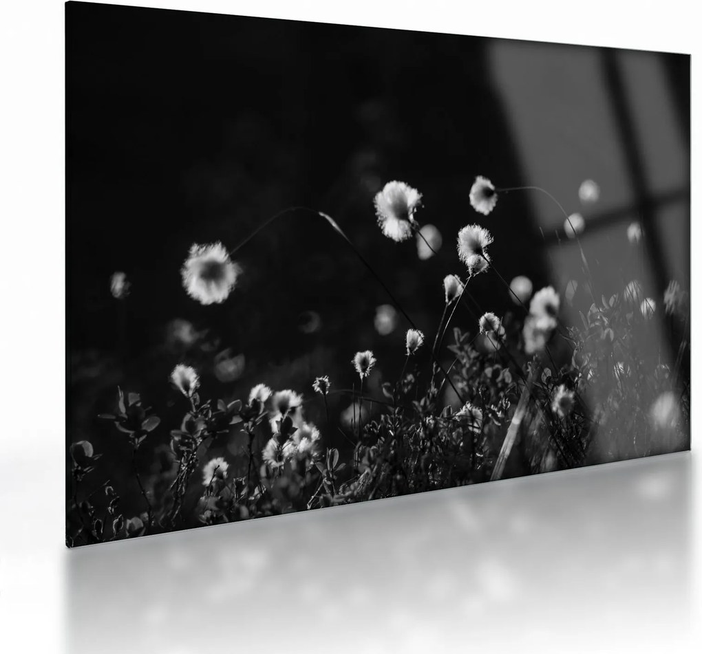 Sklenený obraz - Lúka s cottongrass N⁰1 (70x50 cm)