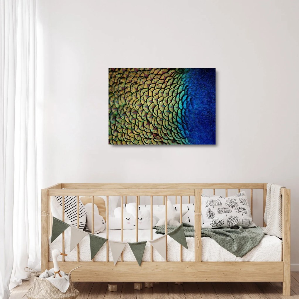 Sklenený obraz - Pávie perie (70x50 cm)