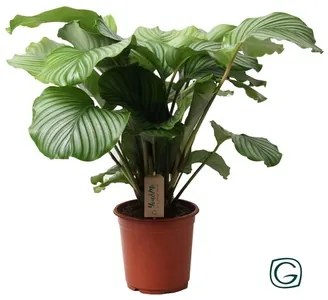 Calathea orbifolia 21x55 cm