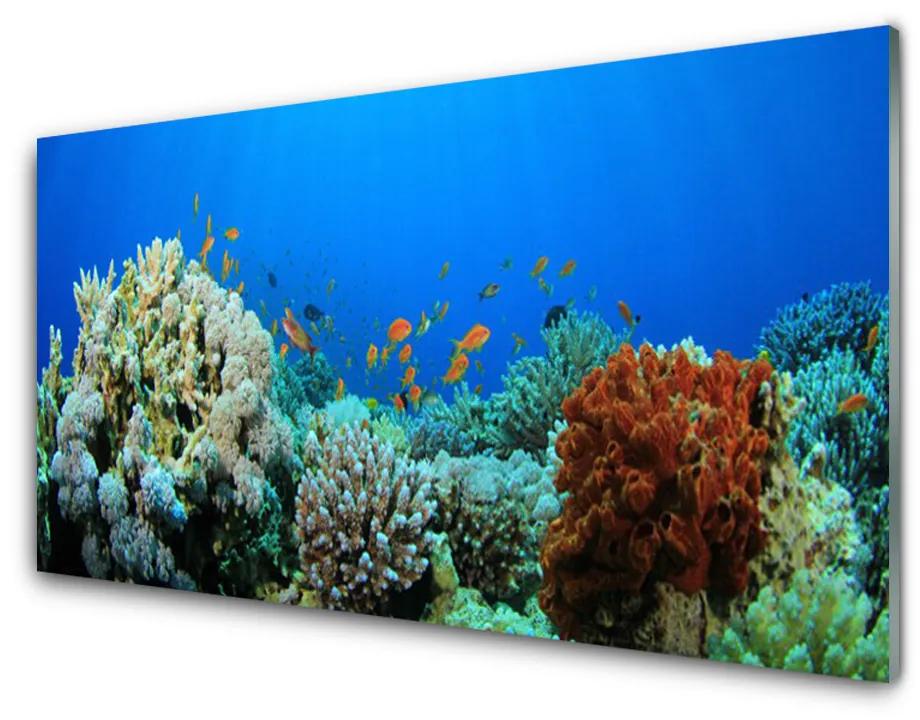 Skleneny obraz Koralový útes príroda 100x50 cm