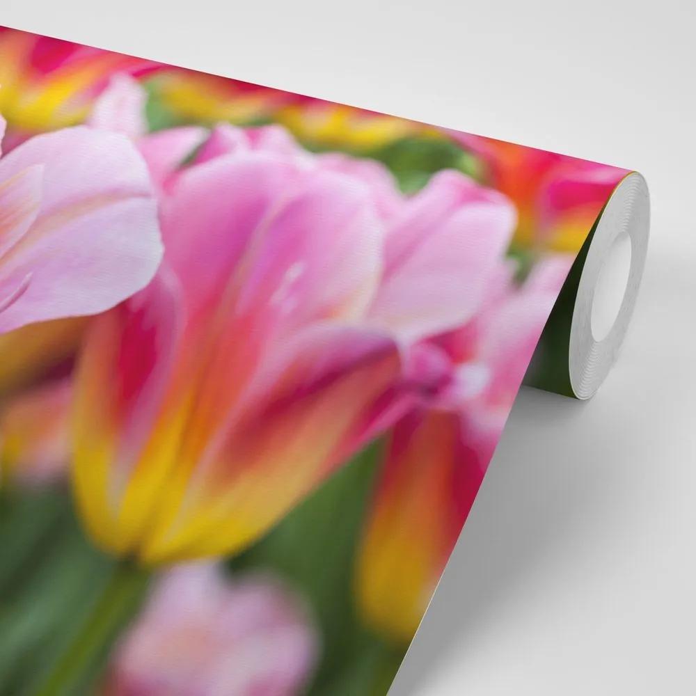 Samolepiaca fototapeta lúka ružových tulipánov - 375x250