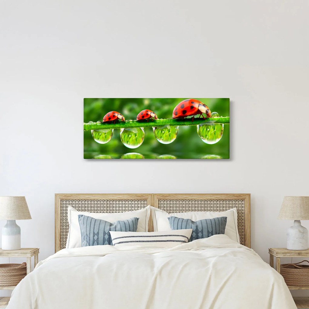 Obraz - Lienka sedembodková (120x50 cm)