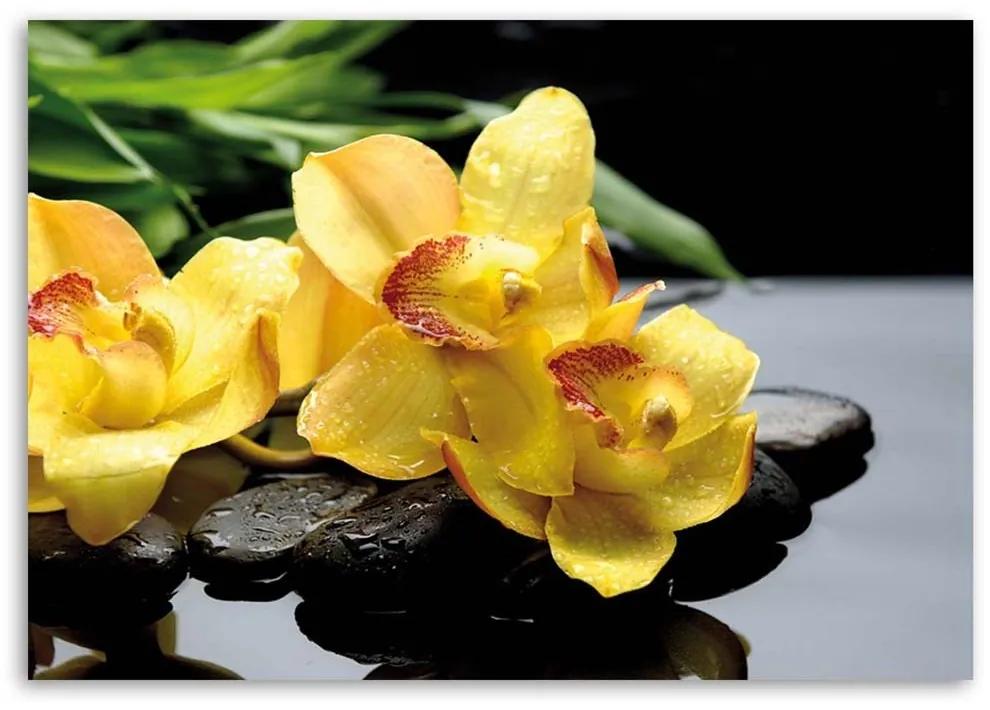 Obraz na plátně Orchidej žlutá květina - 100x70 cm