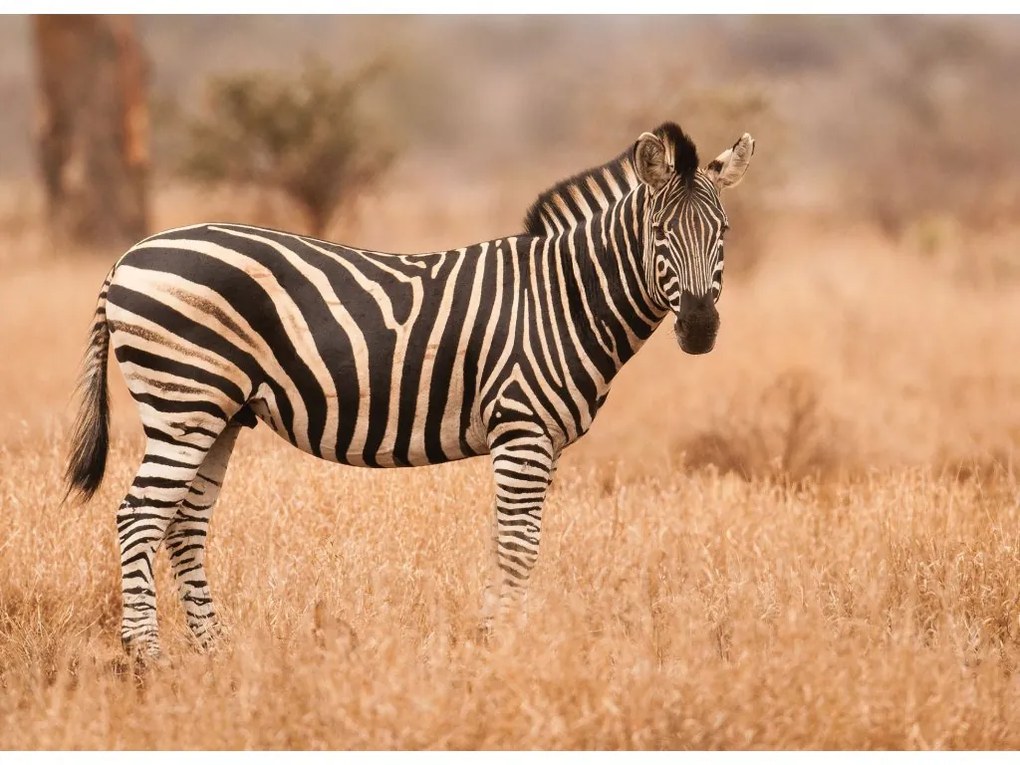 Fototapeta na stenu Zebra