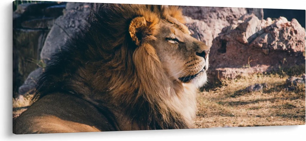 Obraz ležiaceho leva (120x50 cm)