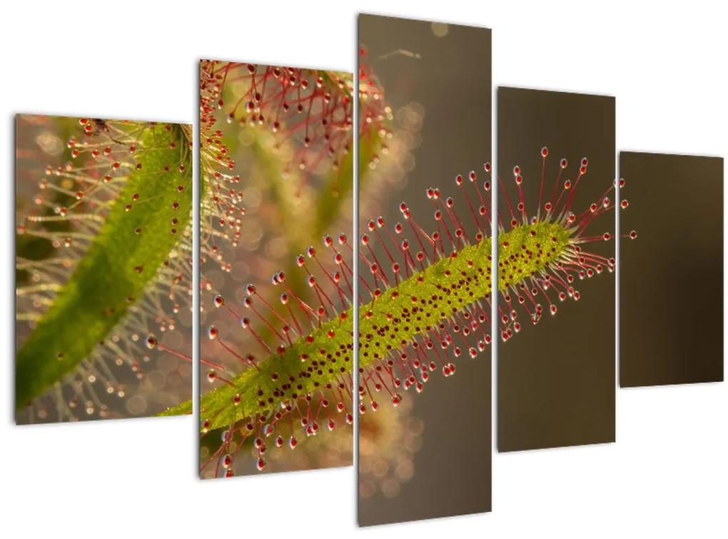 Obraz rastliny (150x105 cm)