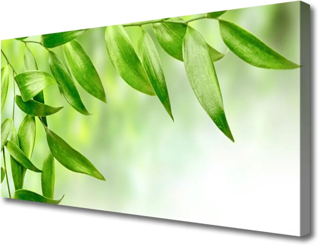 Obraz Canvas Zelené Listy Príroda