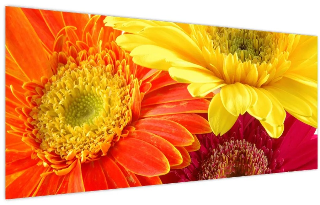 Obraz - Kvety Gerbery (120x50 cm)