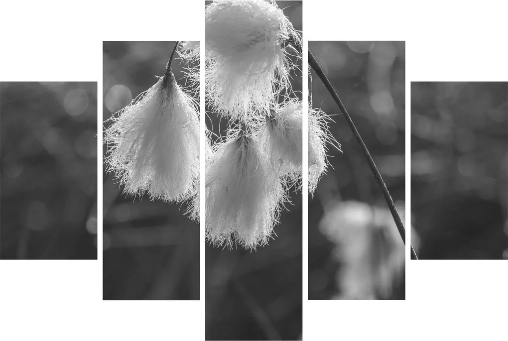 Obraz - Cottongrass (150x105 cm)