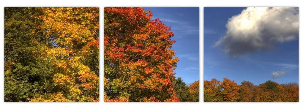 Jesenné stromy - obraz