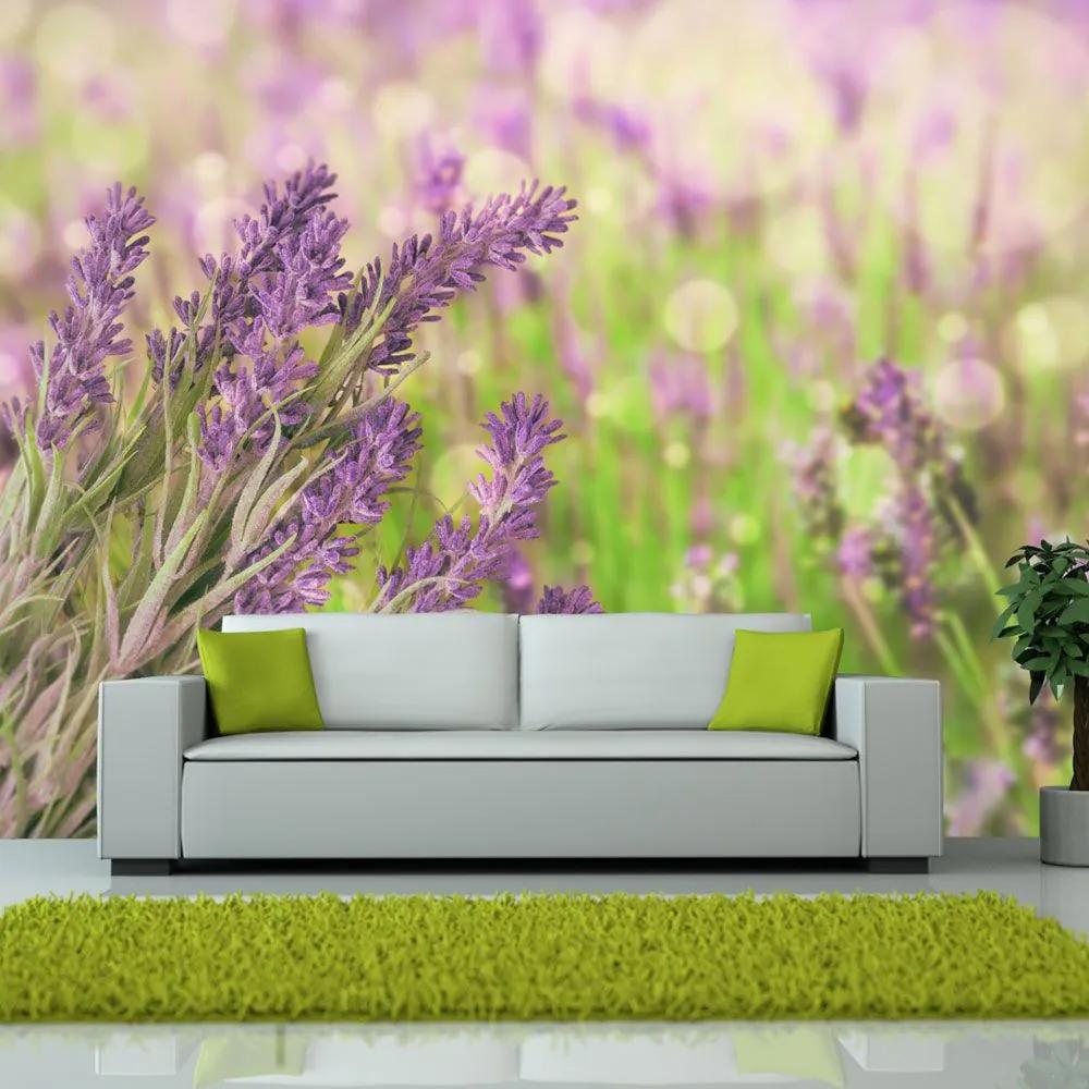 Fototapeta - Lavender gardens 350x270