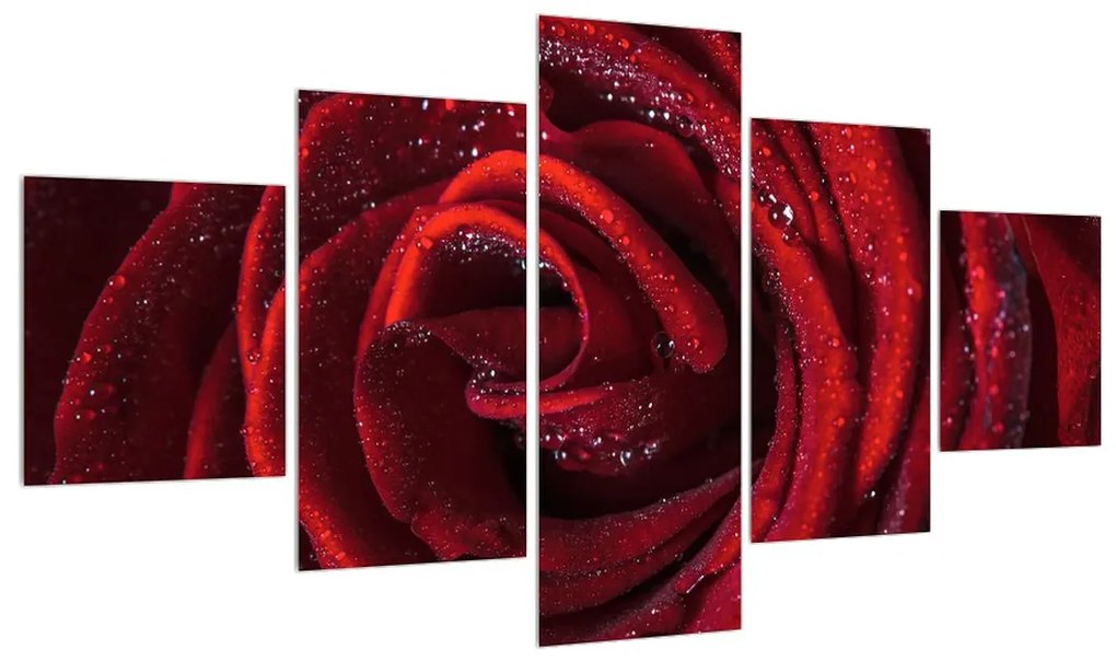 Obraz červenej ruže (K012047K12570)