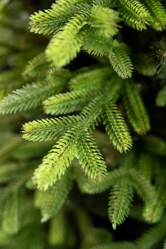 Limpol Vianočný stromček Exclusive Premium Výška stromčeka: 210 cm