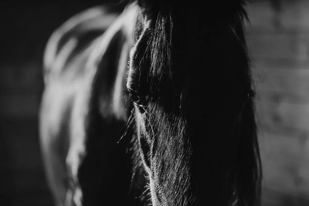Originálna čiernobiela fototapeta vznešený kôň
