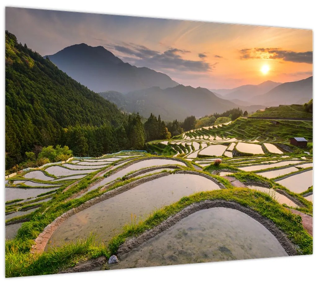 Obraz - Ryžové terasy (70x50 cm)