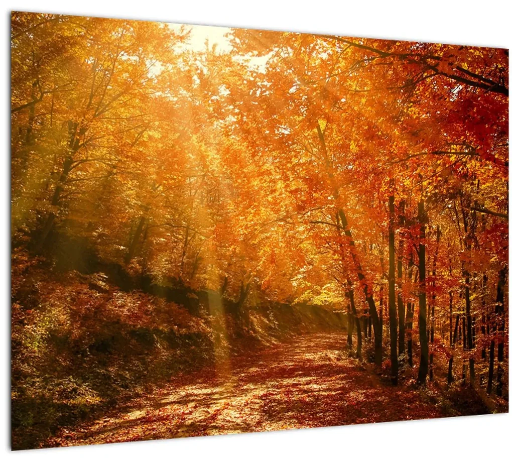 Sklenený obraz jesenného lesa (70x50 cm)