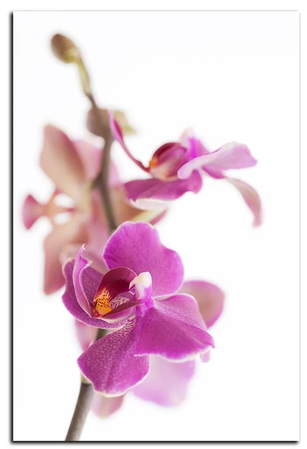 Obraz na plátne - Orchidea kvet izolovaná na bielom pozadí - obdĺžnik 7222A (100x70 cm)