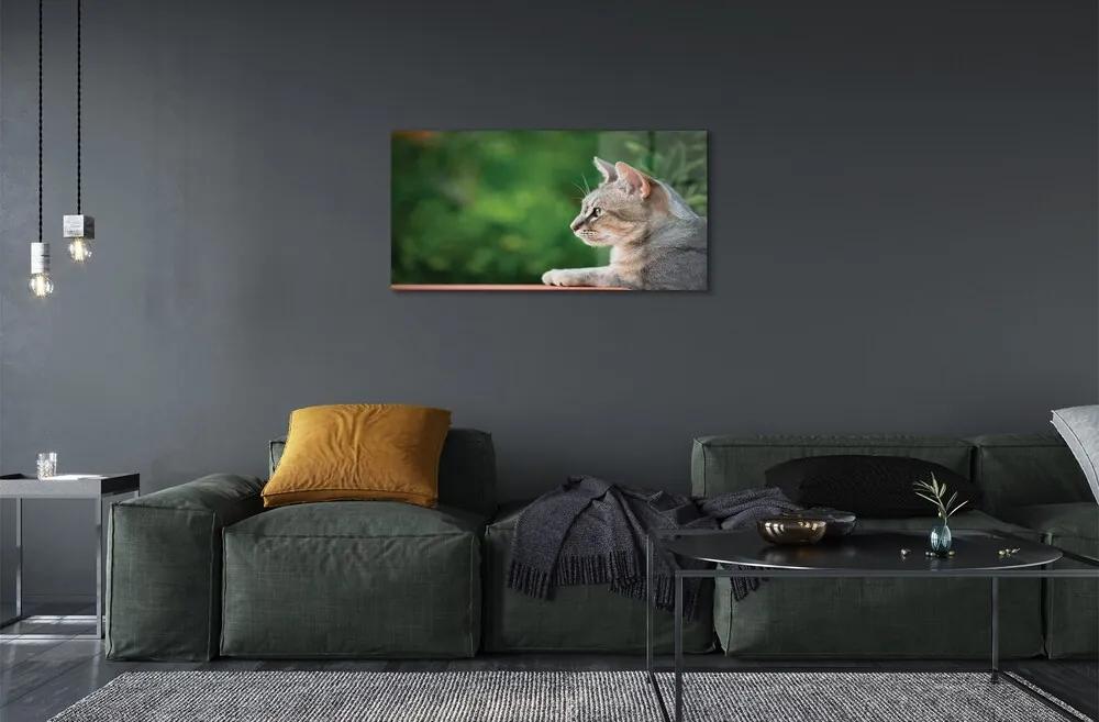 Sklenený obraz vyzerajúci mačka 120x60 cm