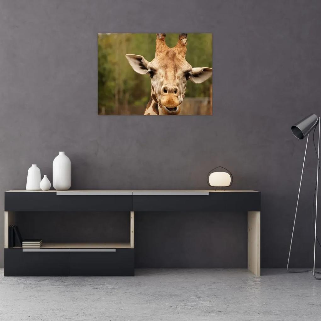 Sklenený obraz žirafy (70x50 cm)