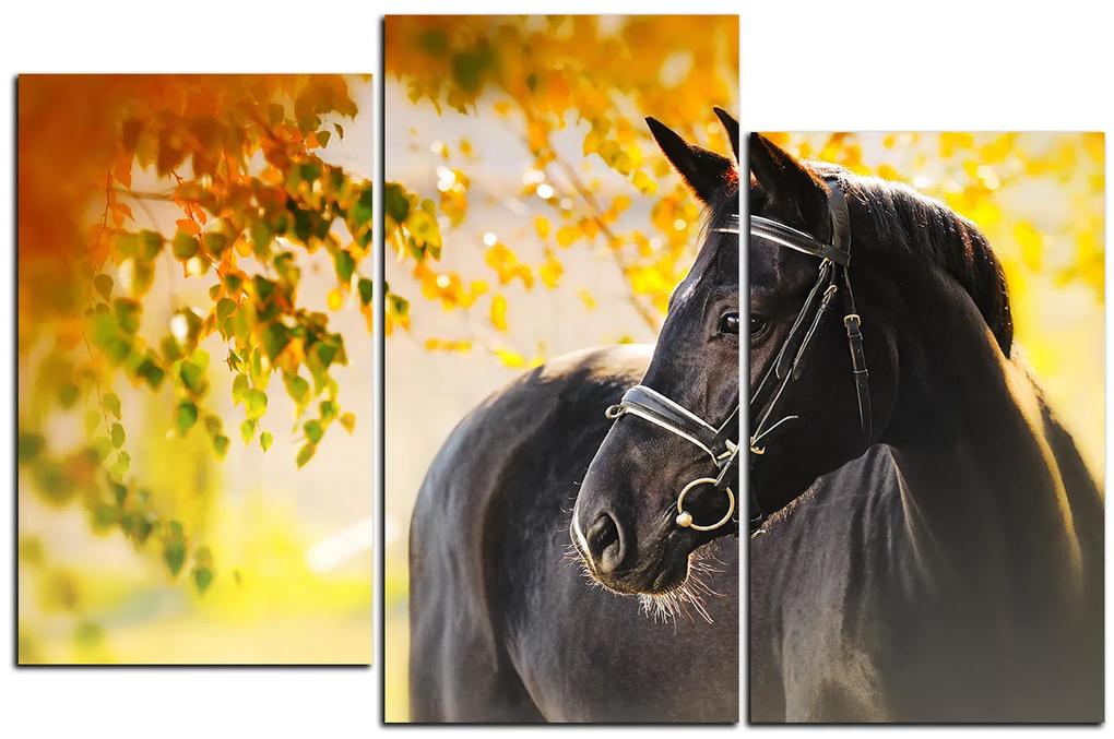 Obraz na plátne - Čierny kôň 1220C (90x60 cm)