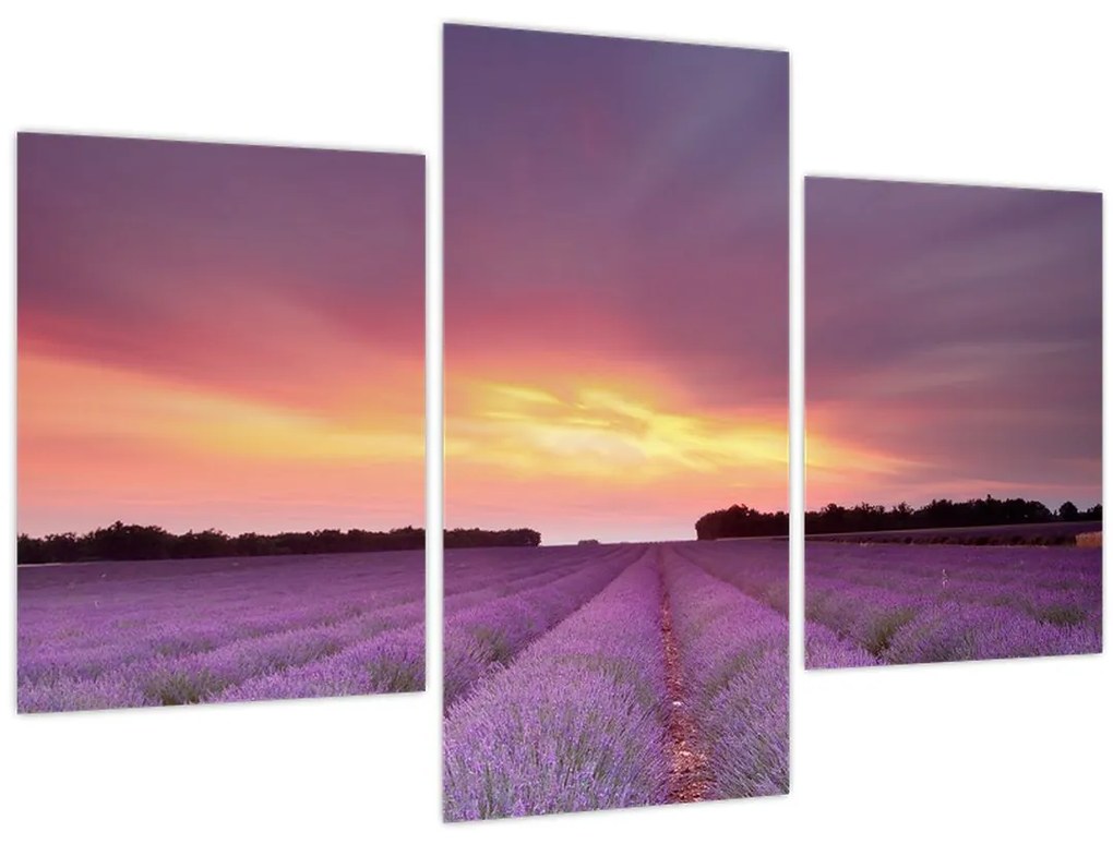 Obraz - Levanduľové pole (90x60 cm)