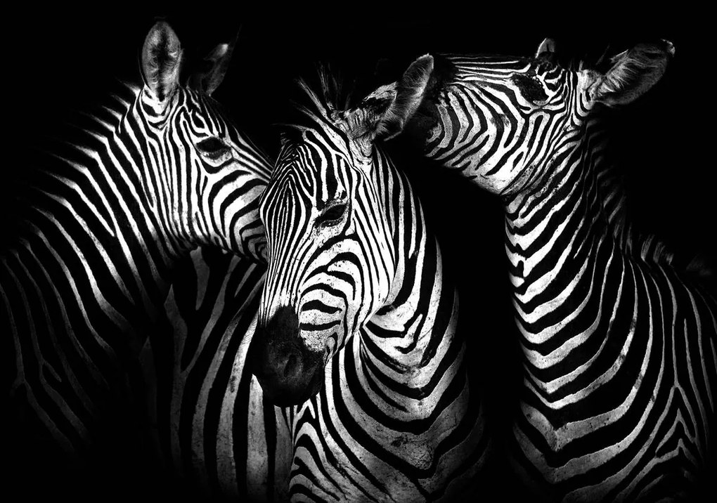 Fototapeta - Zebra (152,5x104 cm)