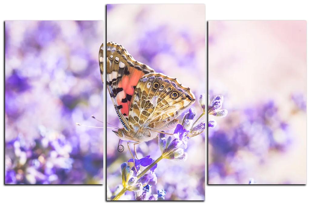 Obraz na plátne - Motýľ na levandule 1221C (105x70 cm)