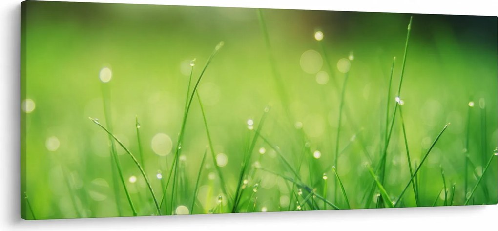 Obraz - rosa na tráve (120x50 cm)