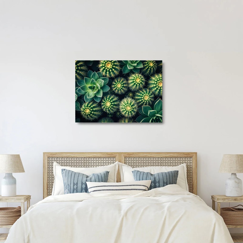 Sklenený obraz - Kaktusy (70x50 cm)