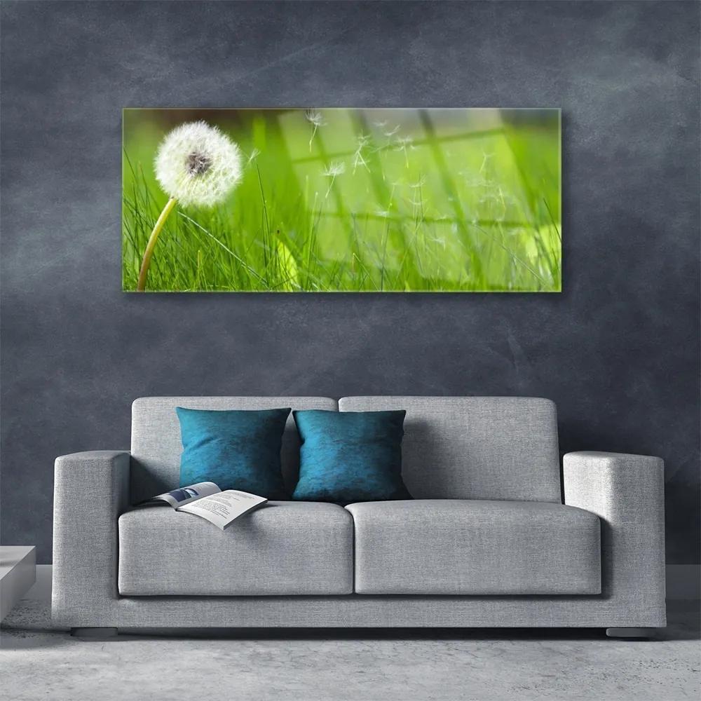 Obraz na akrylátovom skle Púpava tráva rastlina 125x50 cm