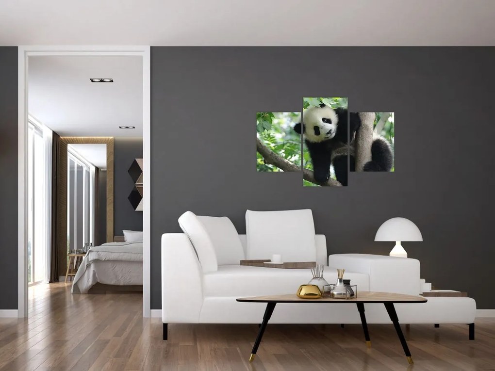 Obraz - Panda na strome (90x60 cm)