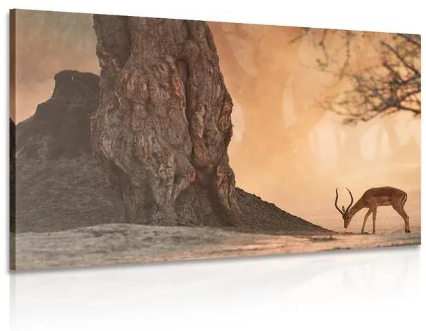 Obraz africká antilopa - 120x80
