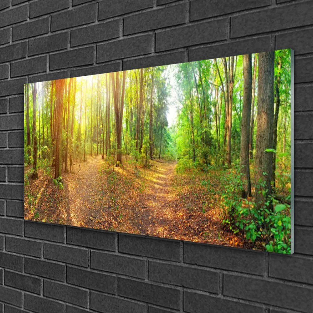 Skleneny obraz Slnko príroda lesné chodník 100x50 cm