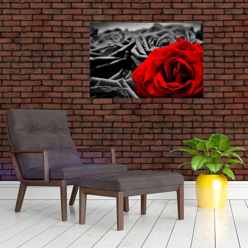 Obraz - Kvety ruží (90x60 cm)